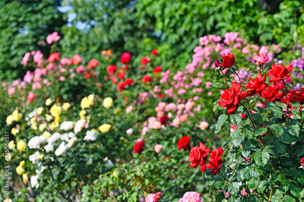 Red roses garden in Volksgarten Vienna Austria Red roses garden in Volksgarten Vienna Austria