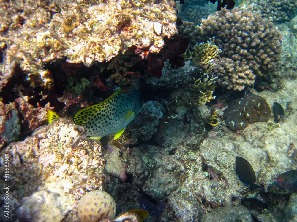 Foto de Plectorhinchus is a genus of marine ray-finned fish that lives ...