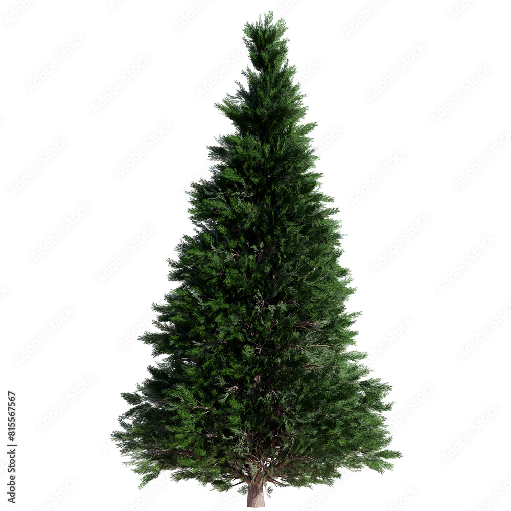 Fototapeta premium tree isolated on white or transparent background