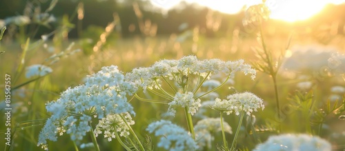 sunlit meadow flowers