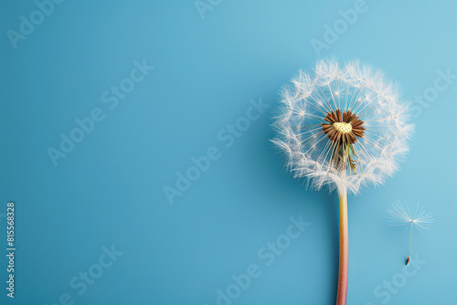 dandelion on blue empty background  with empty copy space 