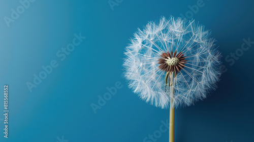 dandelion on blue empty background  with empty copy space 