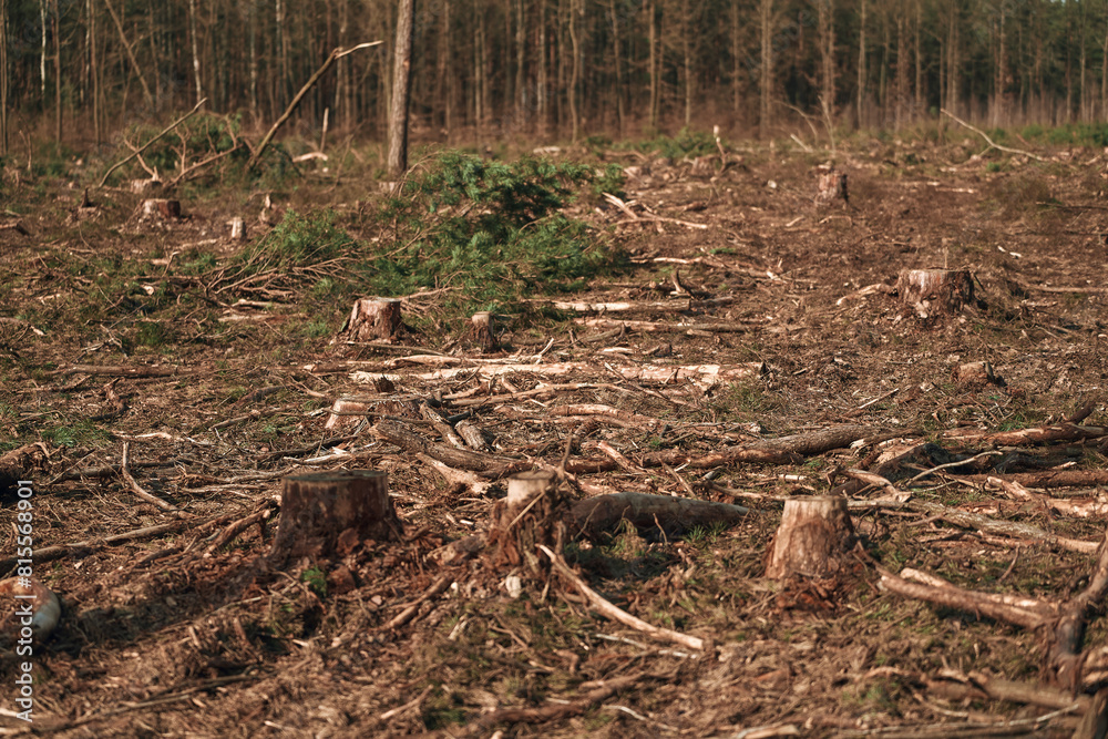Fototapeta premium Ecological Damage. Deforestation Impact on European Evergreen Forests.
