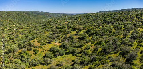 Sierra de Hornachuelos Natural Park, Mediterranean forest, province of Córdoba, Andalusia, Spain photo