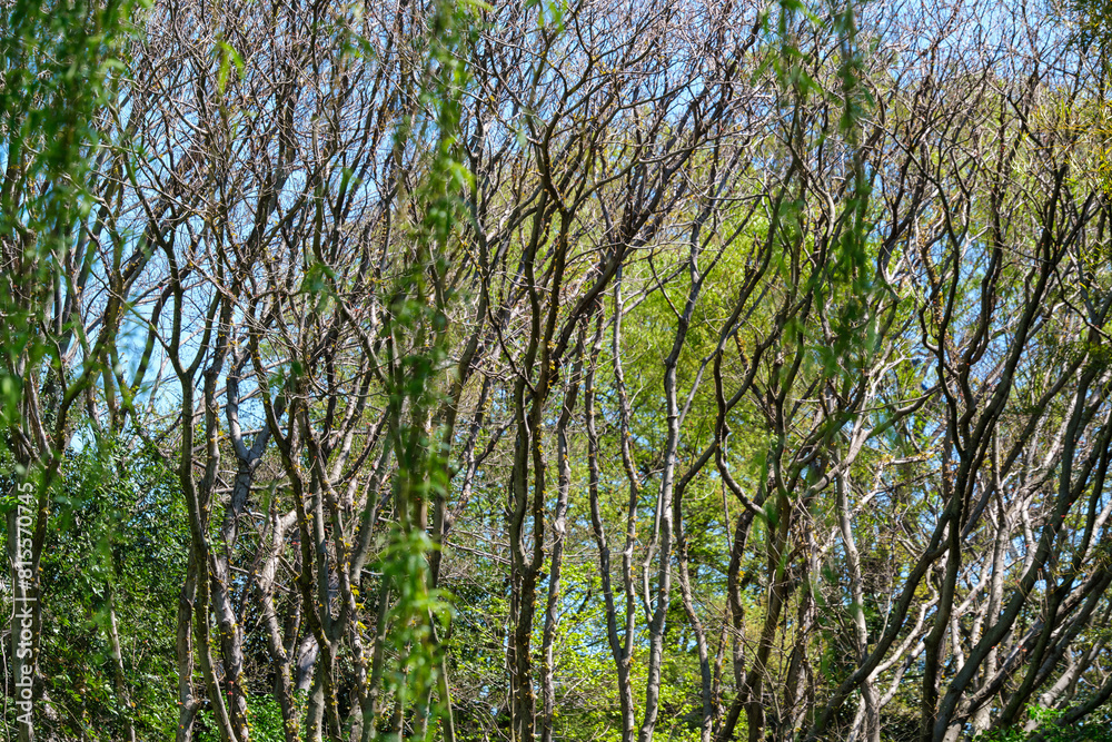 Obraz premium 林のヤナギ