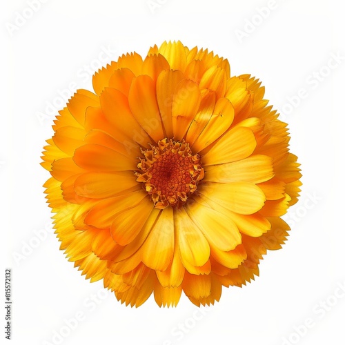 A photo of Calendula   single object   Di-Cut PNG style   isolated on white background