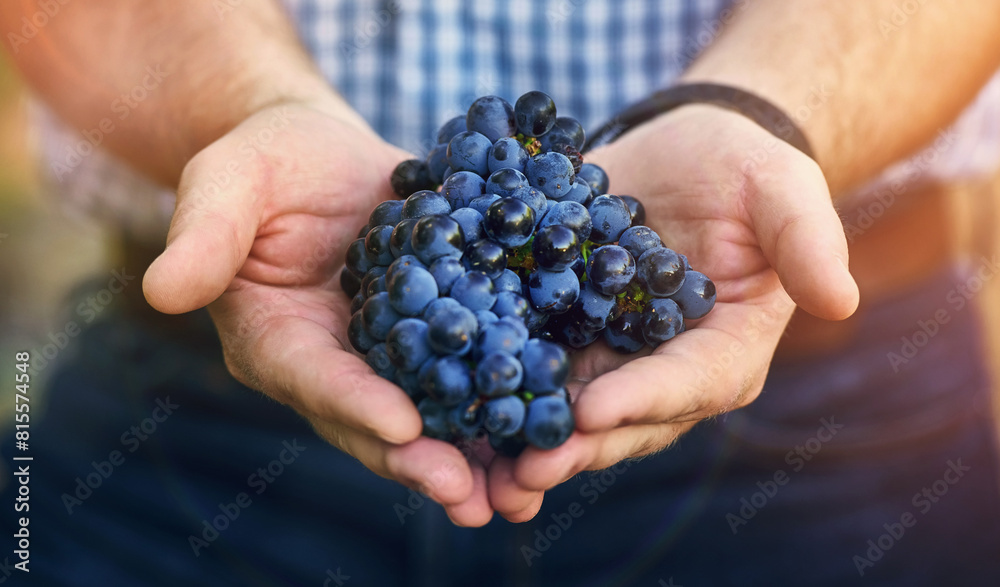 Winery, grapes and hands of winemaker in outdoor for harvest, growth or agriculture in vineyard. Lens flare, fruit and man with produce for wine making, viticulture or farming in Napa Valley Winery, grapes and hands of winemaker in outdoor for harvest, growth or agriculture in vineyard. Lens flare, fruit and man with produce for wine making, viticulture or farming in Napa Valley
