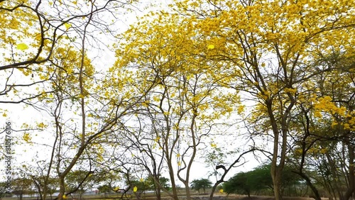 Guayacan, South America Timber Tree with Yellow Flowers 60fps photo