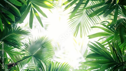 palm leaves background frame  empty copy space in the middle