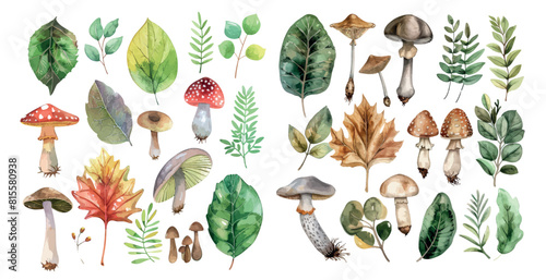 This watercolor illustration set features forest plants, leaves, and mushrooms