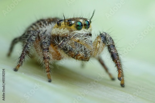 macro of a spider Hyllus semicupreus