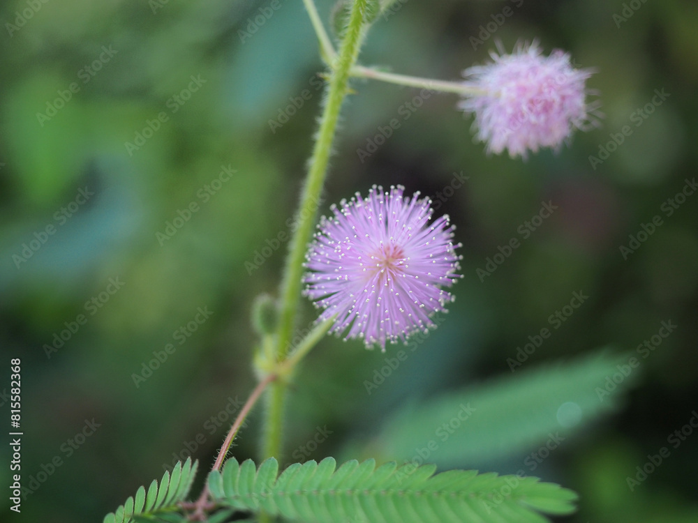 ピンク色の可愛い花を咲かせたオジギソウ ピンク色の可愛い花を咲かせたオジギソウ