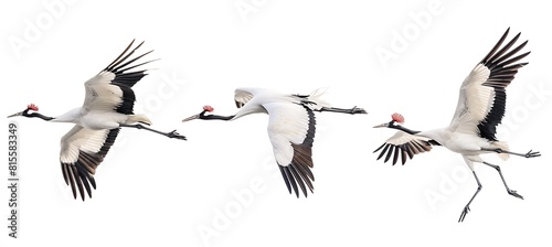 3 red-crowned cranes flying in different directions, on a pure white background, in the style of high definition photography, at a high resolution, of high quality photo