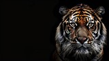 Tiger face on black background : Generative AI