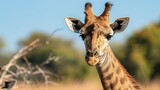 Angolan Giraffe Giraffa camelopardalis angolensis young animal animal portrait Moremi Wildlife Reserve Ngamiland Botswana Africa : Generative AI
