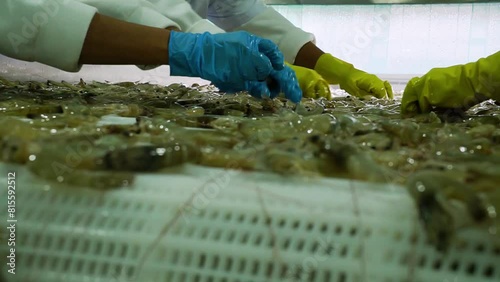 Removing waste from Shrimp on moving sleeve by woman with gloves, first step when entering plant 60fps photo