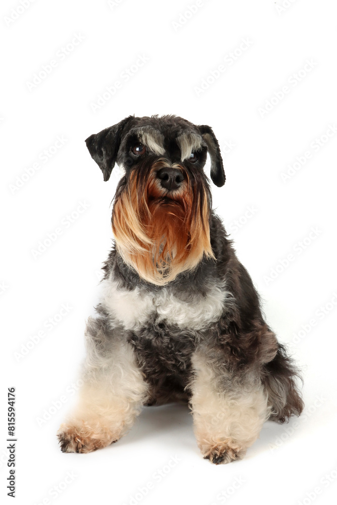 miniature schnauzer dog sitting on white background 