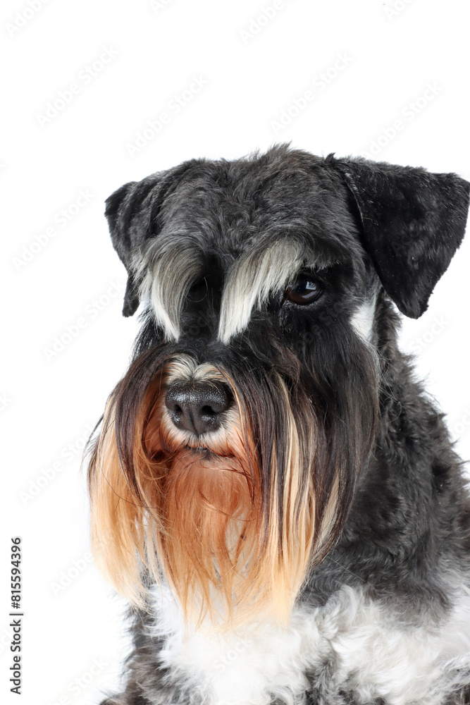portrait of miniature schnauzer dog isolated on white portrait of miniature schnauzer dog isolated on white