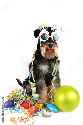 dog with ballons streamer for a birthday party isolated on white 