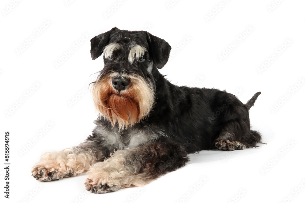 lying dog isolated on white lying dog isolated on white