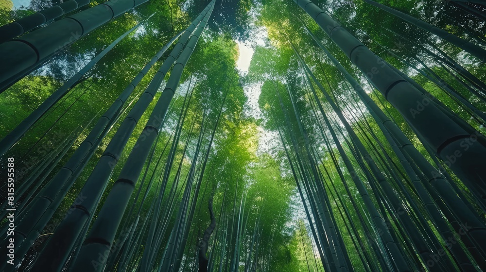 Looking up at the lush green canopy of a bamboo forest Looking up at the lush green canopy of a bamboo forest