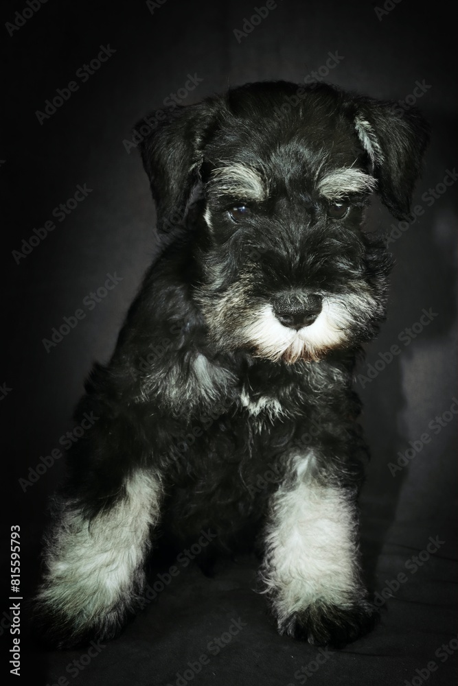 miniature schnauzer puppy in black background 