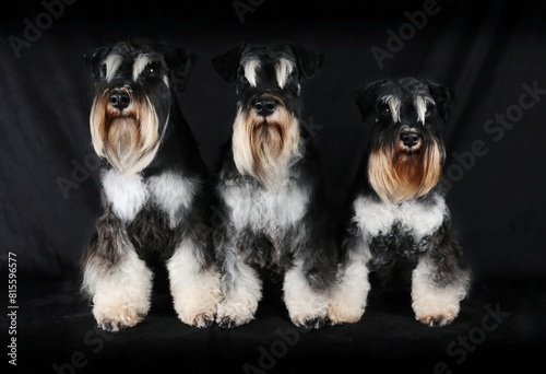 group of sitting dogs miniature schnauzer on black background 