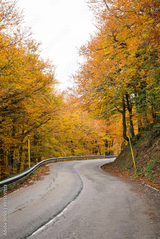 Road passing through a wooded area with golden autumn leaves. Road passing through a wooded area with golden autumn leaves.