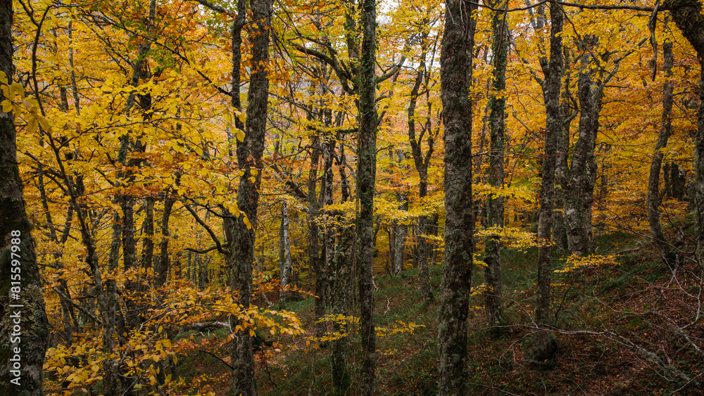 Cluster of trees with golden autumn leaves. Cluster of trees with golden autumn leaves.