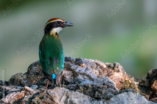 Fairy Pitta (Pitta Nympha) during migrating season