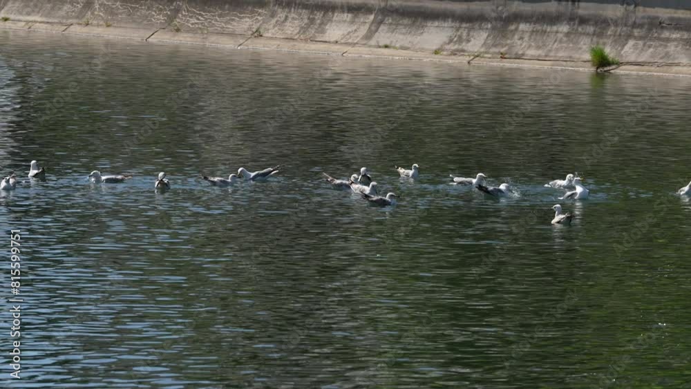 Seagulls on the Lake. 4 k video Seagulls on the Lake. 4 k video