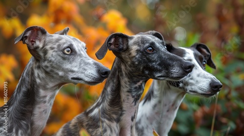 Three whippets in the autumn leaves © Nuth