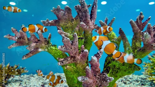 Anemone fish or Amphiprion ocellaris swimming in aquarium. sea ​​fish concept photo