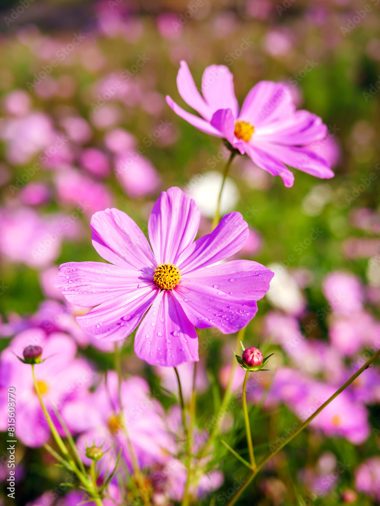 Fototapeta premium Close-up of beautiful cosmos flowers at cosmos field in moring sunlight. amazing of close-up of cosmos flower. nature flower background.