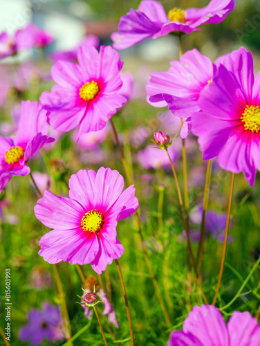 Close-up of beautiful cosmos flowers at cosmos field in moring sunlight. amazing of close-up of cosmos flower. nature flower  background.