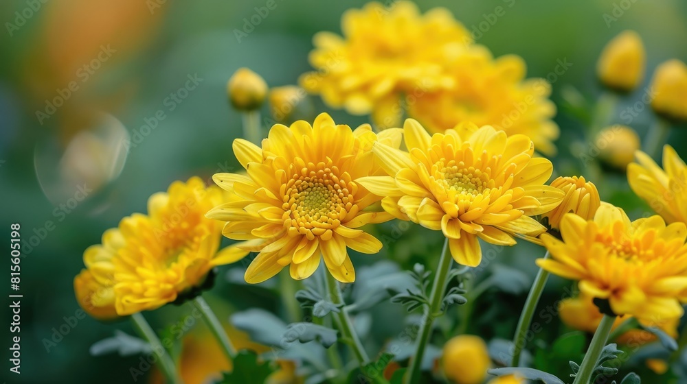 Beautiful chrysanthemum flowers in close up view set against a natural backdrop Beautiful chrysanthemum flowers in close up view set against a natural backdrop