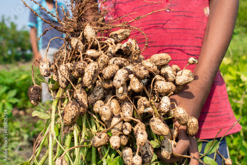 Fresh peanuts plants with roots plants harvest of peanut plants.