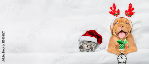 Happy mastiff puppy dressed like santa claus reindeer Rudolf holding gift box and shows alarm clock and lying with tiny cozy kitten under white blanket at home. Top down view. Empty space for text