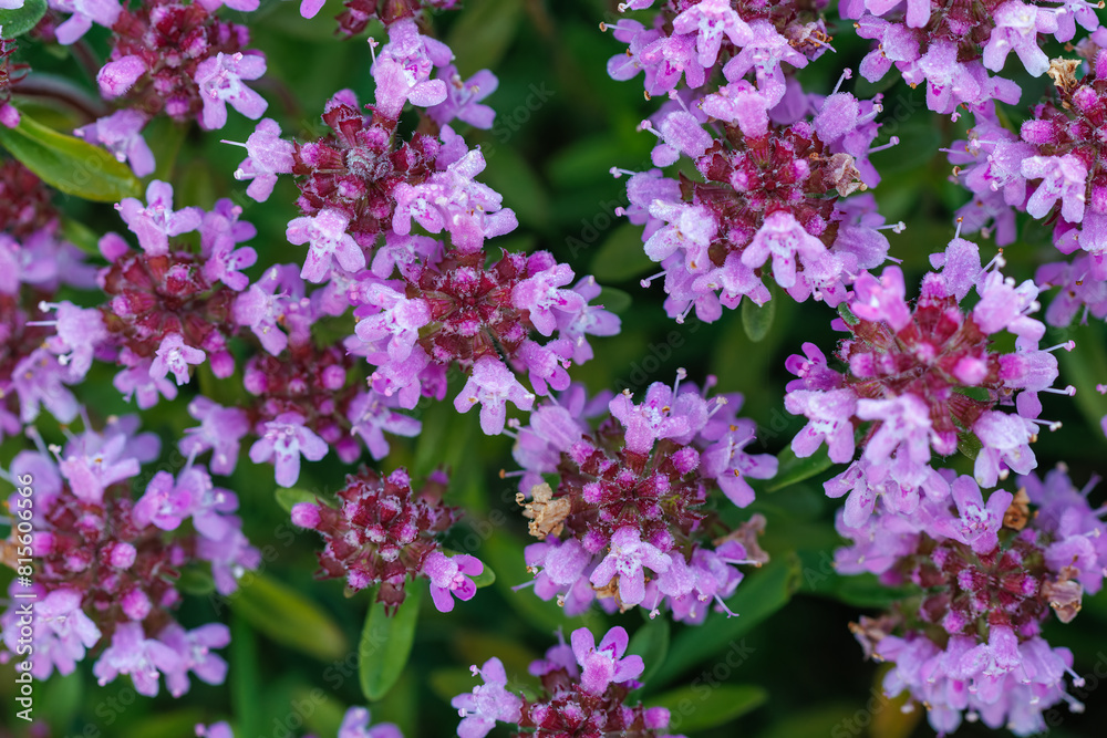 Thymus serpyllum, thyme, wild thyme.Photographed from above with selective focus Thymus serpyllum, thyme, wild thyme.Photographed from above with selective focus