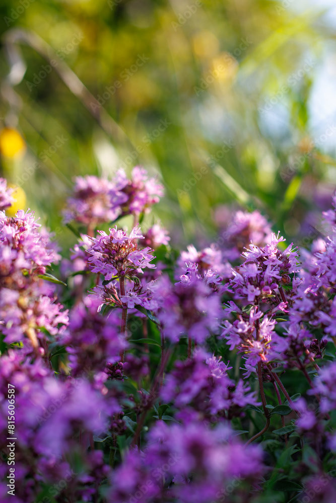 Thymus serpyllum, thyme, wild thyme.Photographed with selective focus Thymus serpyllum, thyme, wild thyme.Photographed with selective focus