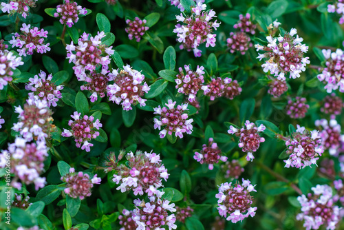Thymus serpyllum, thyme, wild thyme.Photographed from above with selective focus