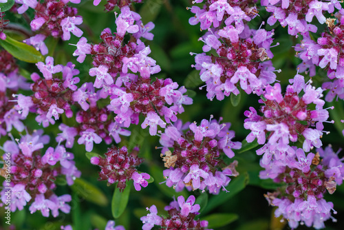 Thymus serpyllum, thyme, wild thyme.Photographed from above with selective focus