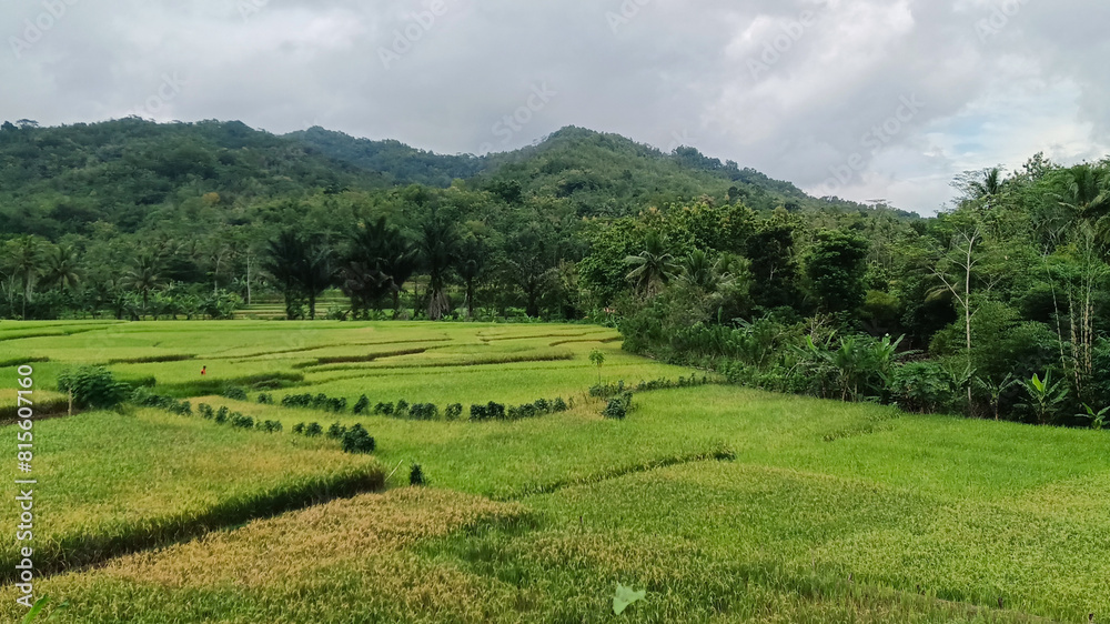 View of green rice fields View of green rice fields