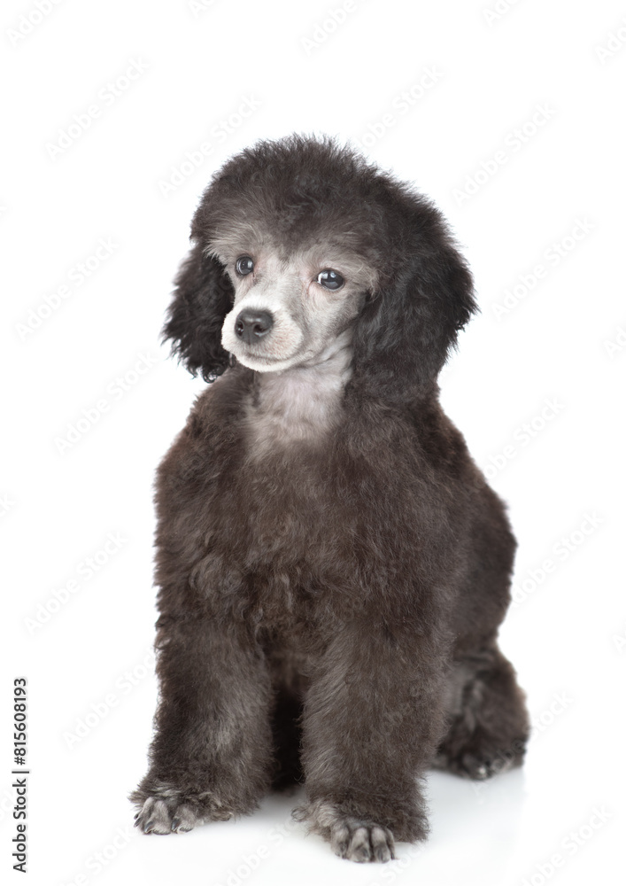 Cute young silver poodle poppy sitting in front view and looking at camera. Isolated on white background Cute young silver poodle poppy sitting in front view and looking at camera. Isolated on white background