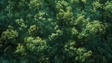 User Aerial View Capturing a Dense Forest