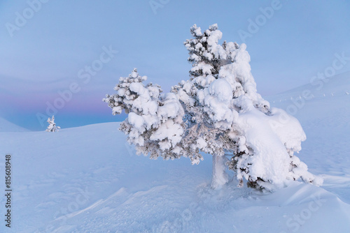 A snowy tree on a fell in the polar night light photo