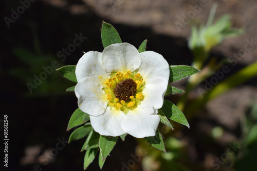 Strawberry flower with dark center  flower damaged by frost. Spring time