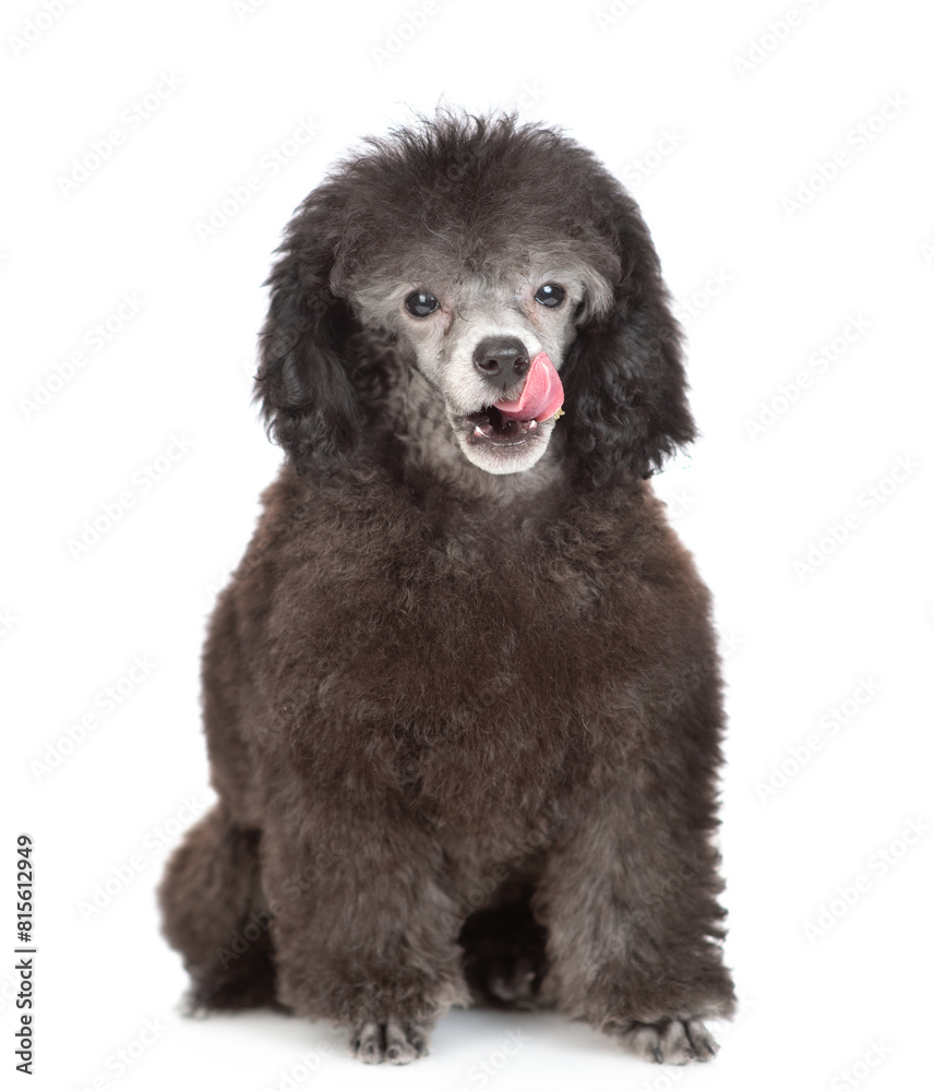 Hungry licking lips black poodle puppy looking at camera. Isolated on white background Hungry licking lips black poodle puppy looking at camera. Isolated on white background