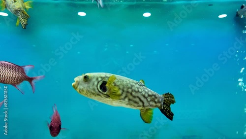 puffer fish swimming in aquarium. sea fish concept