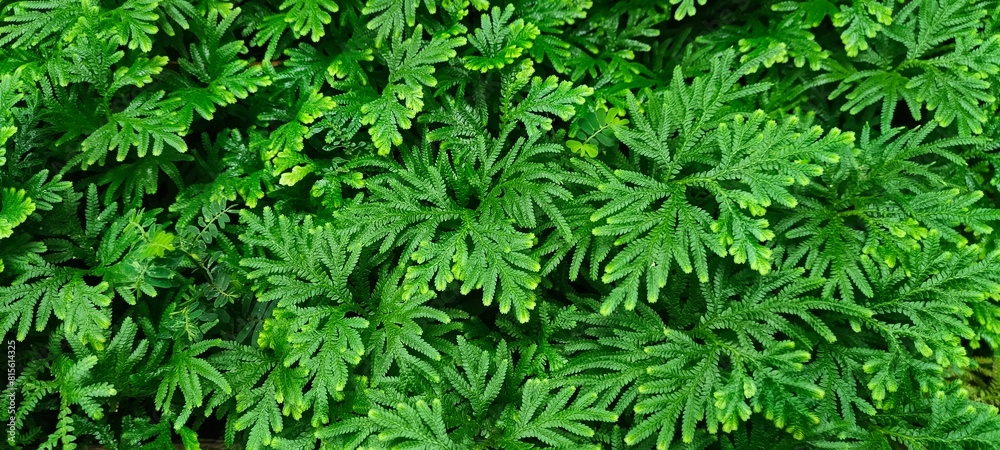 Fototapeta premium Spike Moss ( Selaginella wallichii )